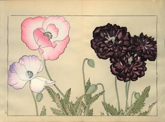 草花】西洋草花図譜 谷上広南 Western flower collection 草花】西洋草花図譜 谷上広南 Western flower collection