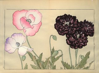 ֿ  ë幭  Western flower collection Tanigami Konan Ʋ  ʪone piece)  ݥåԡ 