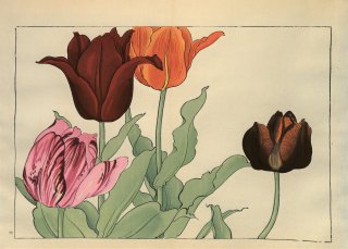 ֿ֡  ë幭  Western flower collection Tanigami Konan Ʋ  ʪone piece) å ݵ