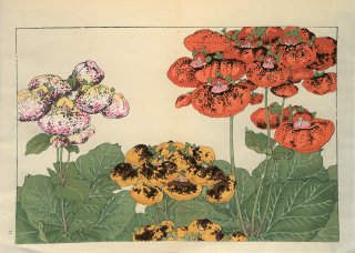 ֿ֡  ë幭  Western flower collection Tanigami Konan Ʋ  ʪone piece)륻ꥢ 