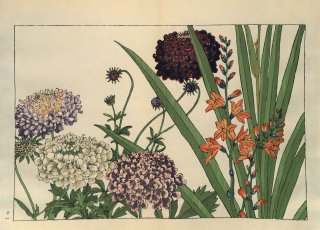 ֿ֡ ë幭 Western flower collection Tanigami Konan Ʋ  ʪone piece) ȥ֥ӥ 