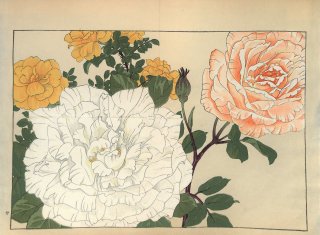 ֿ  ë幭  Western flower collection Tanigami Konan Ʋ  ʪone piece)   