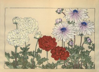ֿ֡  ë幭  Western flower collection Tanigami Konan Ʋ  ʪone piece) ͥ ANEMONE