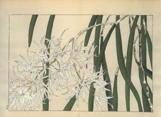 ֿ֡  ë幭  Western flower collection Tanigami Konan Ʋ  ʪone piece) ե 顼