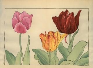ֿ֡  ë幭  Western flower collection Tanigami Konan Ʋ  ʪone piece) å ݵ