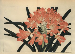 ֿ  ë幭  Western flower collection Tanigami Konan Ʋ  ʪone piece)  ӥ  