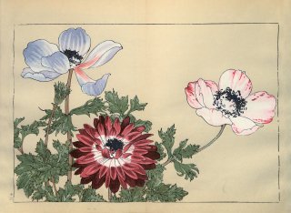 ֿ  ë幭  Western flower collection Tanigami Konan Ʋ  ʪone piece)  ͥ ANEMONE