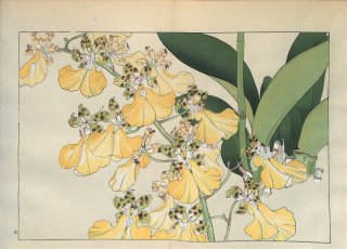 ֿ  ë幭  Western flower collection Tanigami Konan Ʋ  ʪone piece)  󥷥ǥ塼४˥󥫥