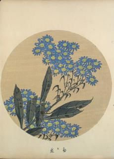 ղ Jakuchu Gafu ʬ:  Tatarian aster Ʋ ̿Ǻ 41ǯ(1908˰ʪone piece
