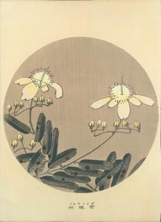 ղ Jakuchu Gafu ʬ:  ӥ襦ʥ Chinese hypericum Ʋ ̿Ǻ 41ǯ(1908˰ʪone piece