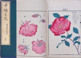 Ƿ   Chigusa no Hana vol.1 by Kouno Bairei