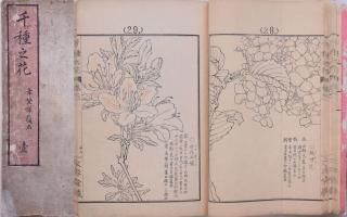 Ƿ    Chigusa no Hana vol.1 by Kouno Bairei 1st edition
