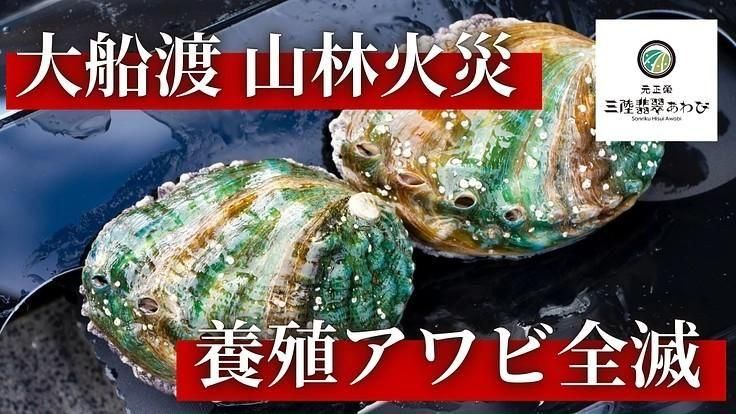 ⭐︎特大 干しあわび ⭐︎ 岩手県産　干し鮑　まとめ売り ⭐︎特大 干しあわび ⭐︎ 岩手県産 干し鮑 まとめ売り 大網乾鮑【