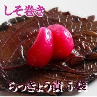 特産品「鳥取砂丘らっきょう」の販売始まる かなり良い出来栄え