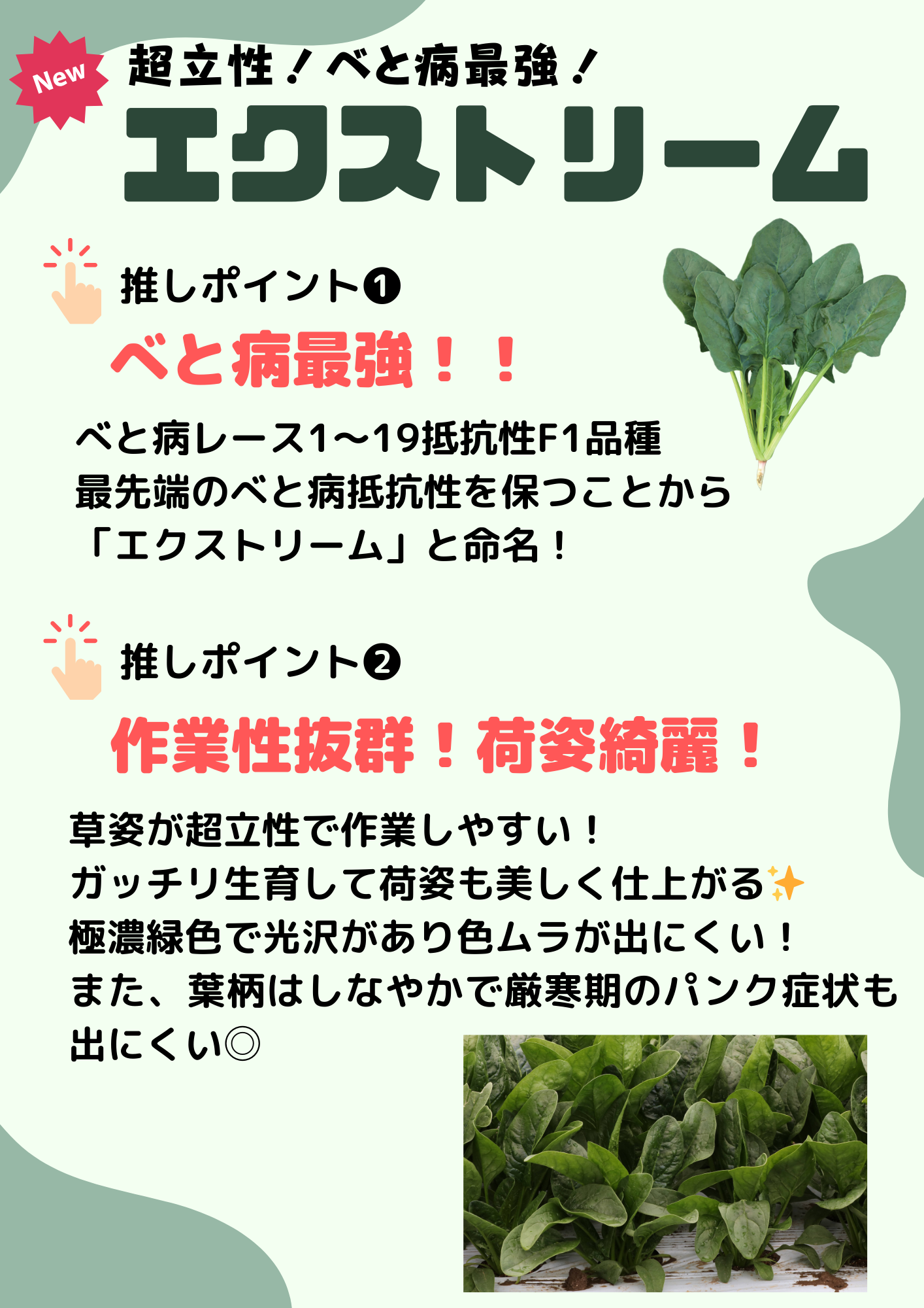 レタスの病気・害虫 - ブログ｜e-種や｜国内最大級の野菜種・花