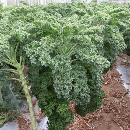 Amazon | 野菜種子 【カリーノケール・ロッソ】ケール 1000粒