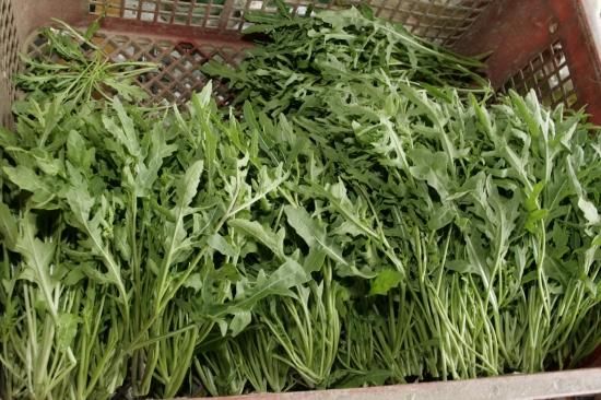 ＊ルッコラページ＊ ローマ】ルッコラ・セルバチカ小袋（500粒） - トキタオンライン