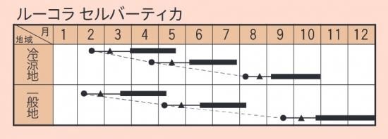 ローマ】ルッコラ・セルバチカ小袋（500粒） - トキタオンライン