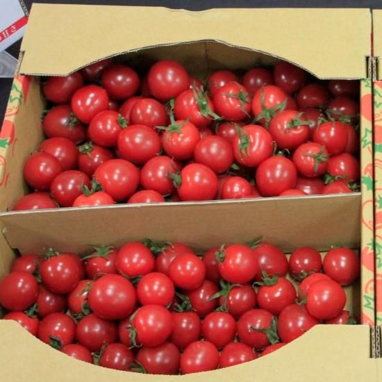 人気の春夏 サンピーチ】ミニトマト100粒 - トキタオンラインショップ 野菜