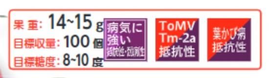 完熟朝もぎトマト｜あかずきんちゃん｜北海道 秩父別産 トマト