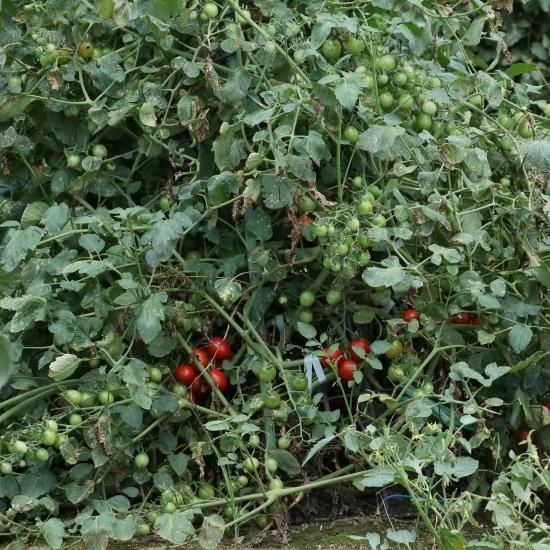 みにとまと ミニトマト 種<br> 『エコスイート』 愛三種苗/小袋（12粒