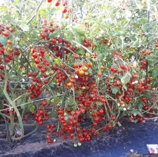 家庭菜園向け トマト - トキタオンラインショップ