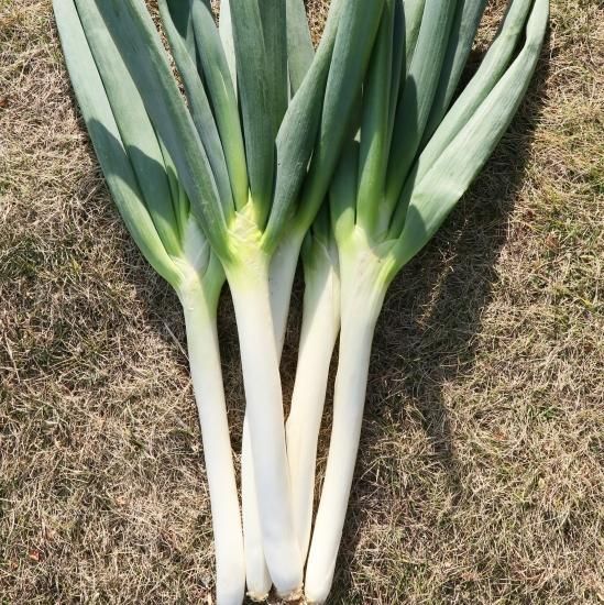 味重視！作りやすさも重視！【なべちゃんゴールド】のココが