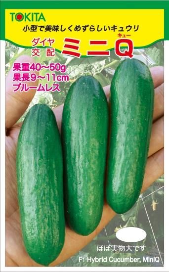 ミニQ】ミニキュウリ小袋(10粒) - トキタオンラインショップ ミニQ】ミニキュウリ小袋(10粒) - トキタオンラインショップ