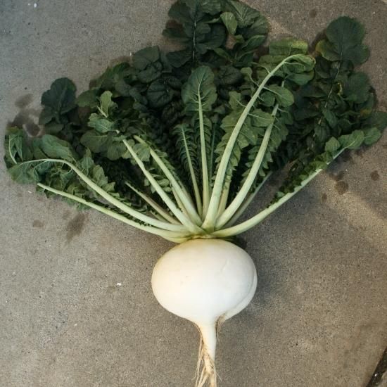 桜島大根】ダイコン8ml/約300粒 - トキタオンラインショップ