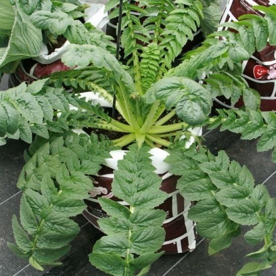 桜島大根】ダイコン8ml/約300粒 - トキタオンラインショップ