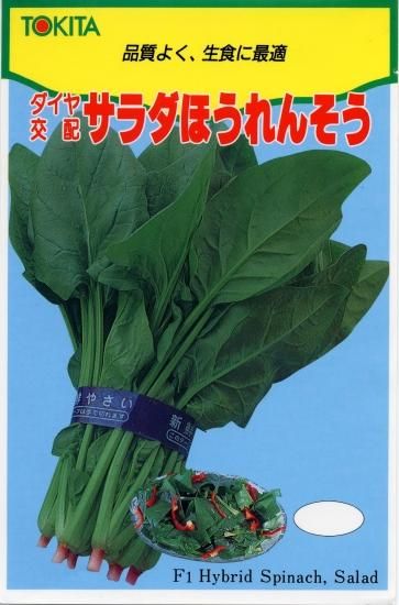 サラダほうれんそう】ホウレンソウ 1dl - トキタオンラインショップ