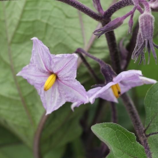 ペンなす】ナス小袋（20粒）/ 100粒 - トキタオンラインショップ