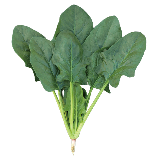 レタスの病気・害虫 - ブログ｜e-種や｜国内最大級の野菜種・花