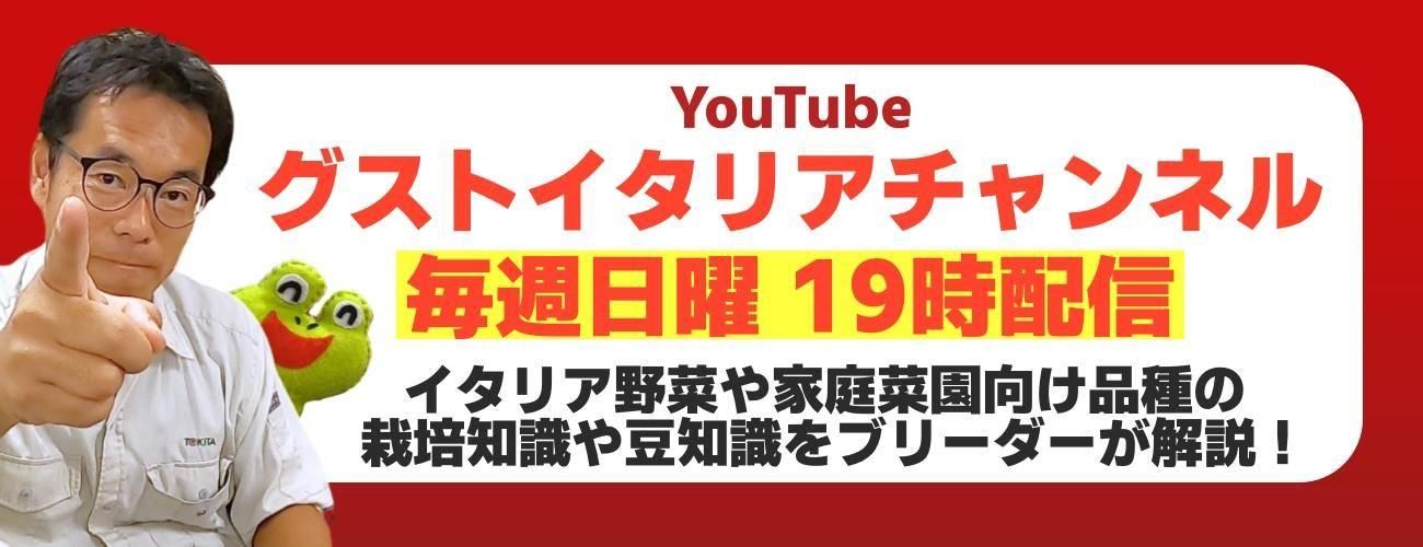 【人気種子】まとめ売り 81ey2YD5GZL._UF350,350_QL80_.jpg