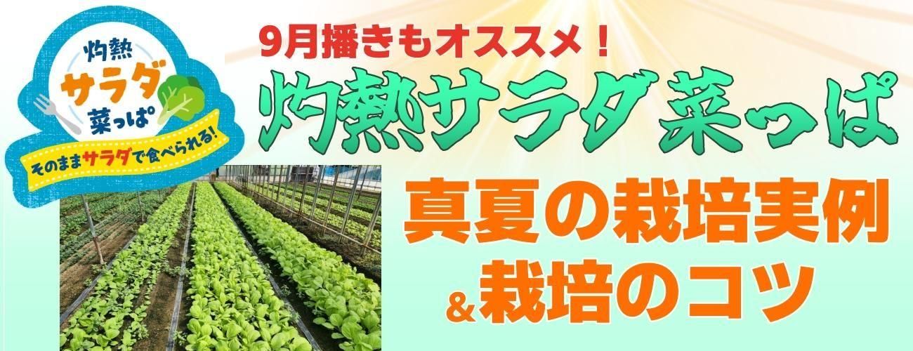 【引き取り限定】サントル（Santol）大苗 引き取り限定 | Plants Shop Big Smile