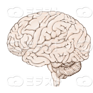 大脳、小脳、脳幹の外観（小サイズ）