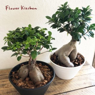 観葉植物専門店 観葉植物 小さいサイズ 50cm以内で探す ガジュマル オリーブ 多肉植物 パキラ