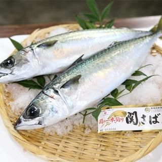 ヒオウギ貝 - 大分県漁業協同組合 佐賀関支店