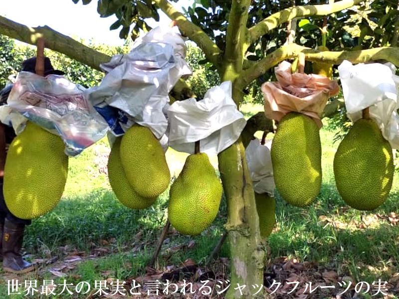 ジャックフルーツ マレーシア産 冷凍200g×3パック パラミツ