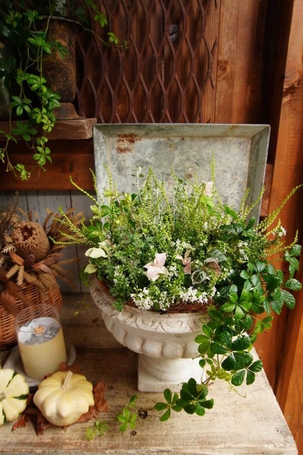 寄せ植え ホワイトグリーンたっぷりの寄せ植え Fulujumo フルジュモ Web Shop