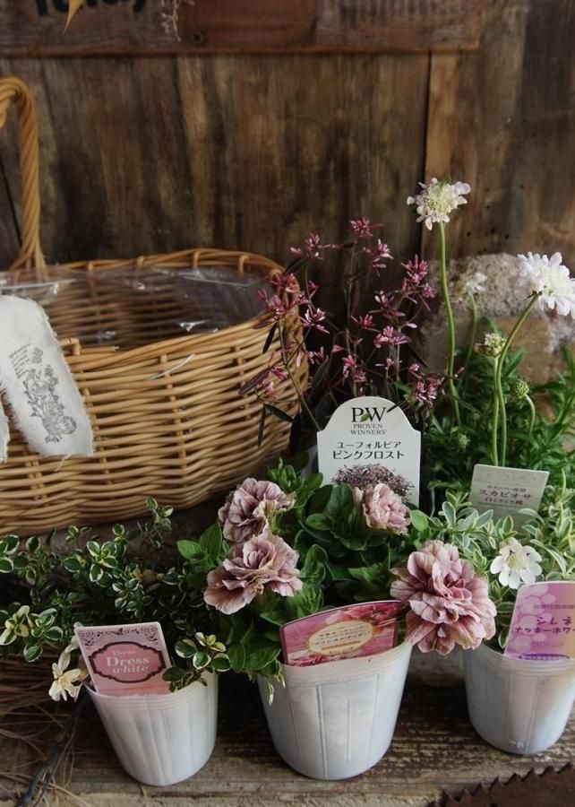 ʬǿ륻åȡڥ♡white&pinkۻ1