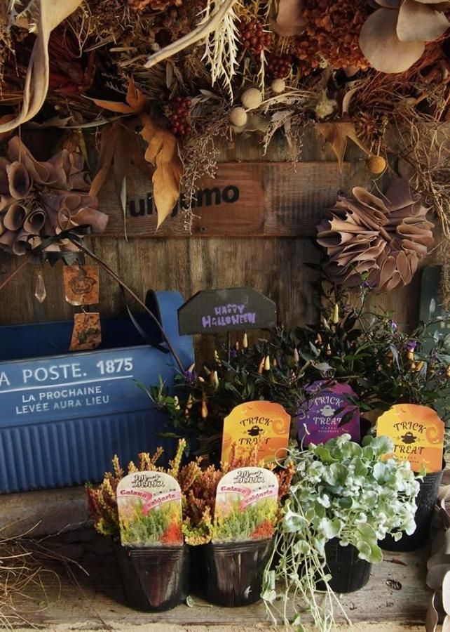 󤻿åȡڥ֥롼֥ꥭ♡ȥ饷ۥϥpicץ쥼