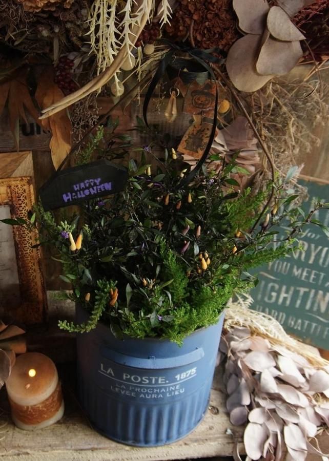 󤻿ʡڥ֥롼֥ꥭ♡ȥ饷ο۴ղʡϥpicץ쥼Ȣ1