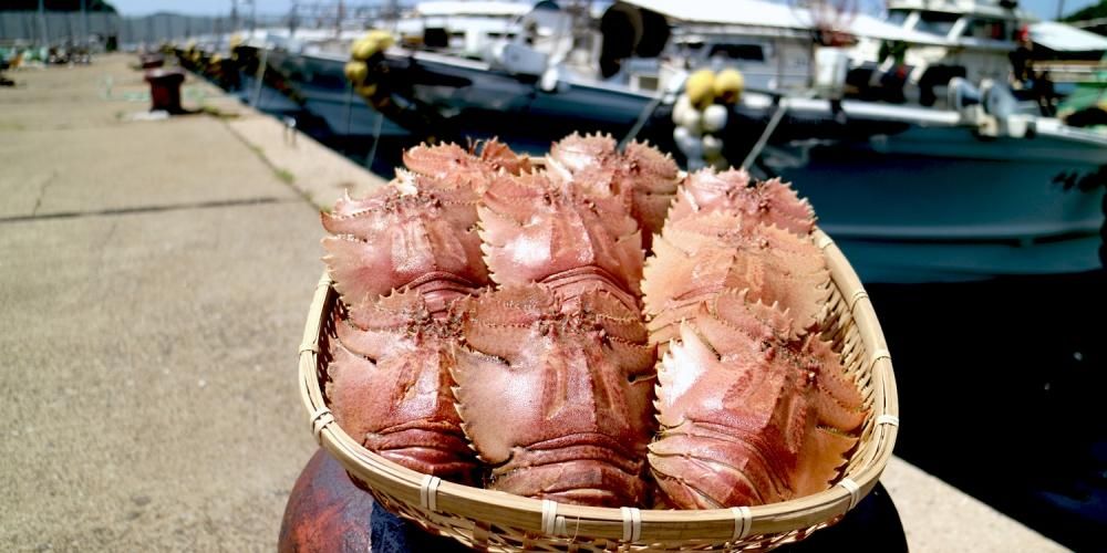 平戸特産 うちわ海老1kg | 冷凍 | - 平戸瀬戸市場ショッピングサイト