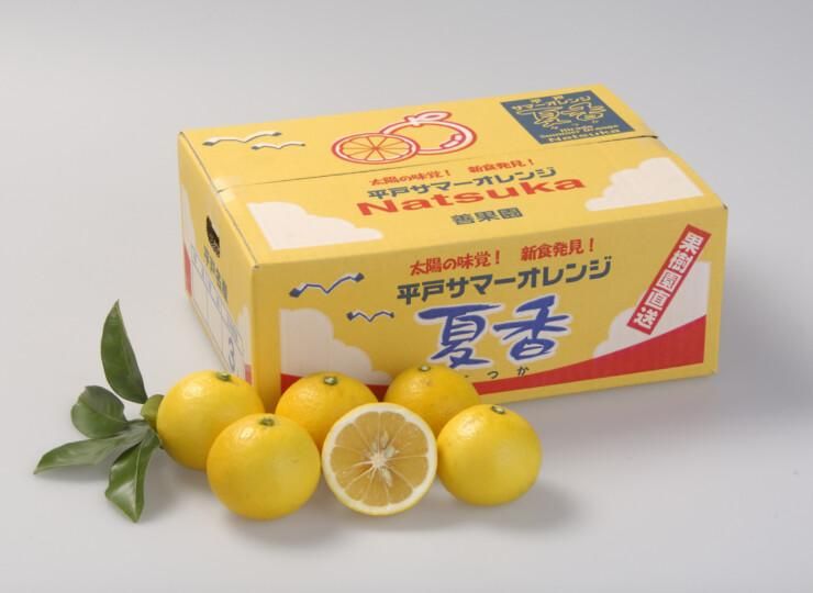 平戸夏香(期間限定)| とろける果汁と爽快感 - 平戸瀬戸市場 平戸夏香(期間限定)| とろける果汁と爽快感 - 平戸瀬戸市場