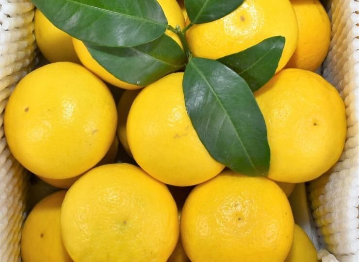 夏香ページ 平戸夏香（期間限定）| とろける果汁と爽快感 - 平戸瀬戸市場