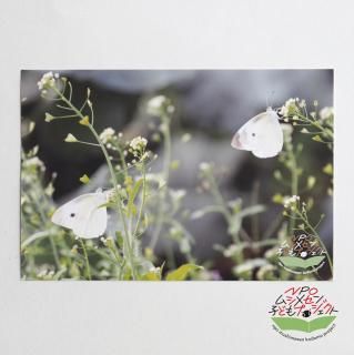 <img class='new_mark_img1' src='https://img.shop-pro.jp/img/new/icons7.gif' style='border:none;display:inline;margin:0px;padding:0px;width:auto;' />NPOॷ᥻Ҥɤץȡۥݥȥɡʥ󥷥祦