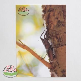 <img class='new_mark_img1' src='https://img.shop-pro.jp/img/new/icons7.gif' style='border:none;display:inline;margin:0px;padding:0px;width:auto;' />NPOॷ᥻ҤɤץȡۥݥȥɡʥΥꥯ塞