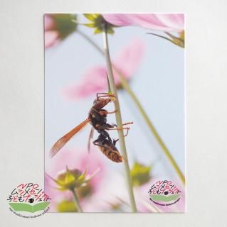 <img class='new_mark_img1' src='https://img.shop-pro.jp/img/new/icons7.gif' style='border:none;display:inline;margin:0px;padding:0px;width:auto;' />NPOॷ᥻ҤɤץȡۥݥȥɡʥʥХ
