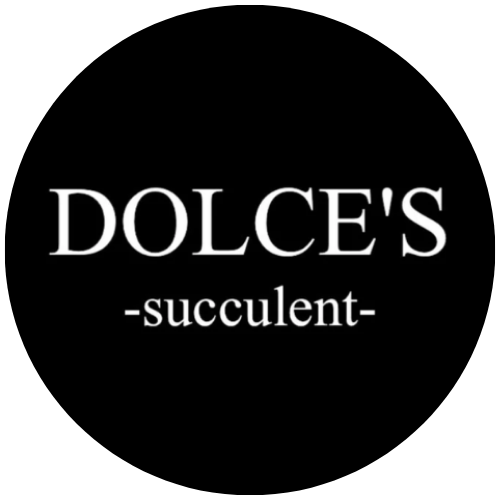 ¿ʪ DOLCES -succulent- | ɥġ٥ꥢ